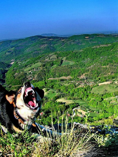 фото "Fun at the peak" метки: природа, домашние животные