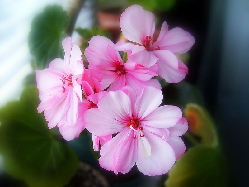 photo "Tenderness flower" tags: nature, macro and close-up, flowers