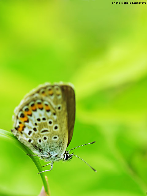 photo "Spring Time" tags: macro and close-up, nature, insect