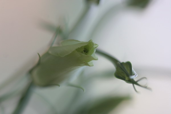 photo "***" tags: nature, misc., flowers