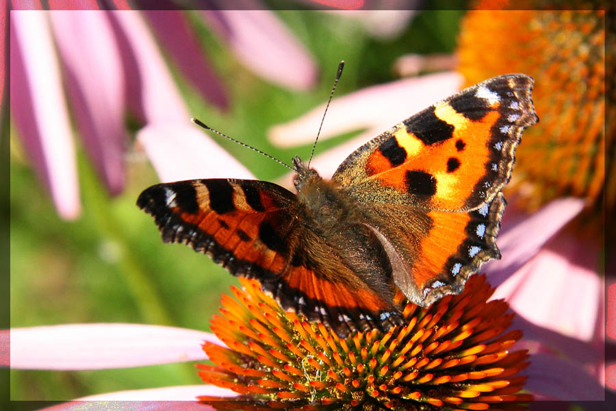 photo "***" tags: nature, macro and close-up, insect