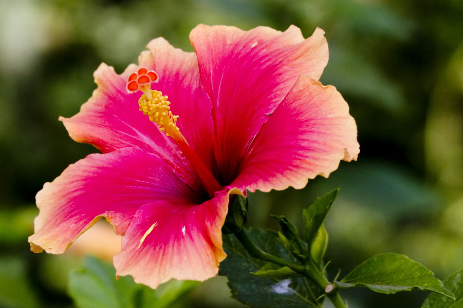 photo "28243.r Hibiscus" tags: nature, macro and close-up, flowers