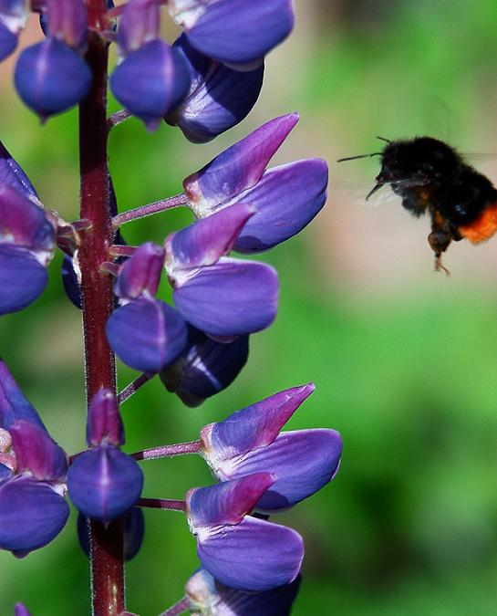 photo "***" tags: nature, macro and close-up, insect