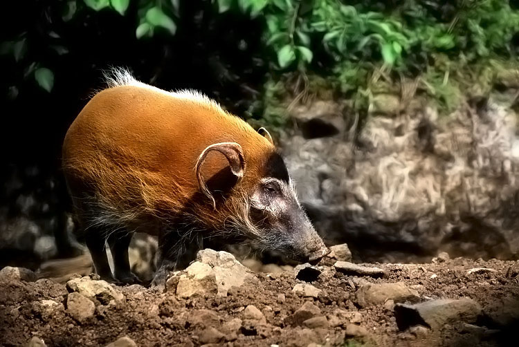 фото "Potamochoerus porcus" метки: природа, дикие животные