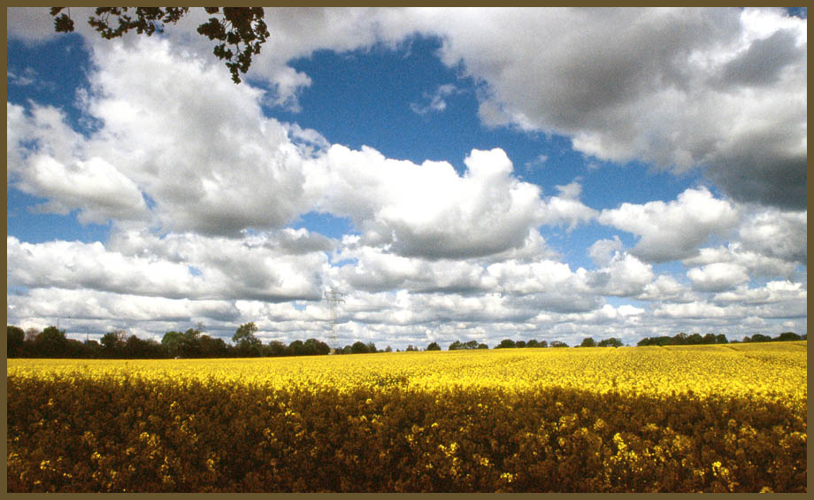 photo "Field of rape" tags: landscape, clouds