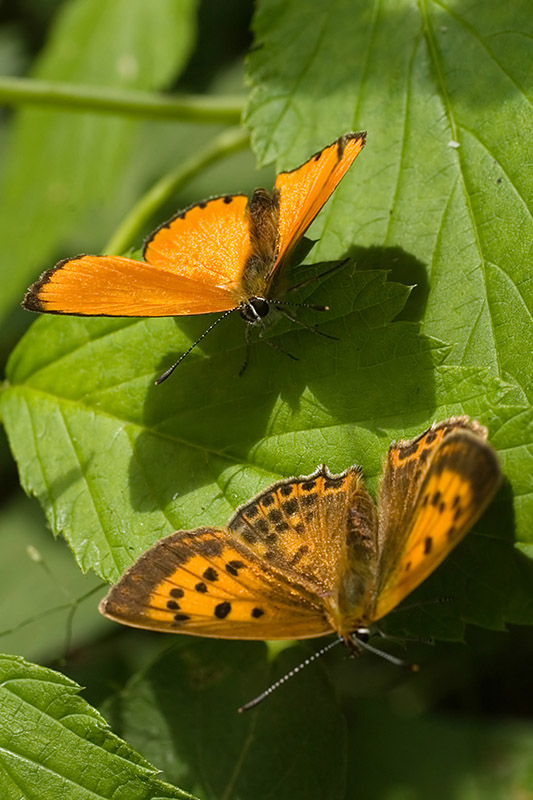 photo "Pair" tags: nature, insect