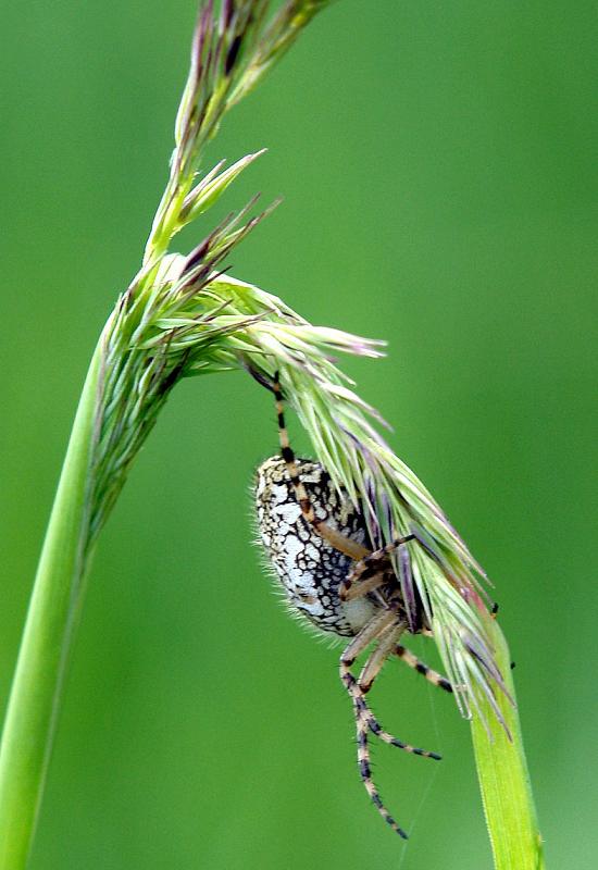 photo "Subquality,,," tags: nature, macro and close-up, insect