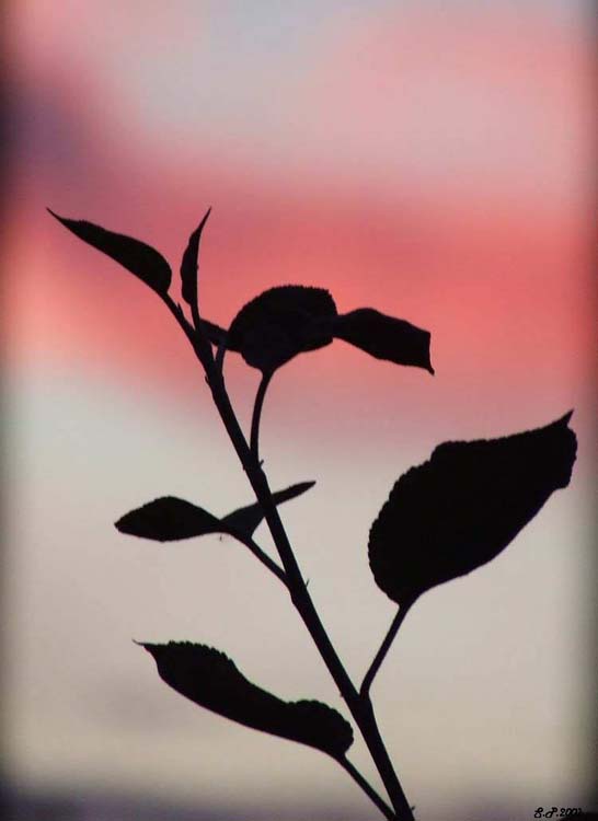 photo "***" tags: landscape, forest, sunset