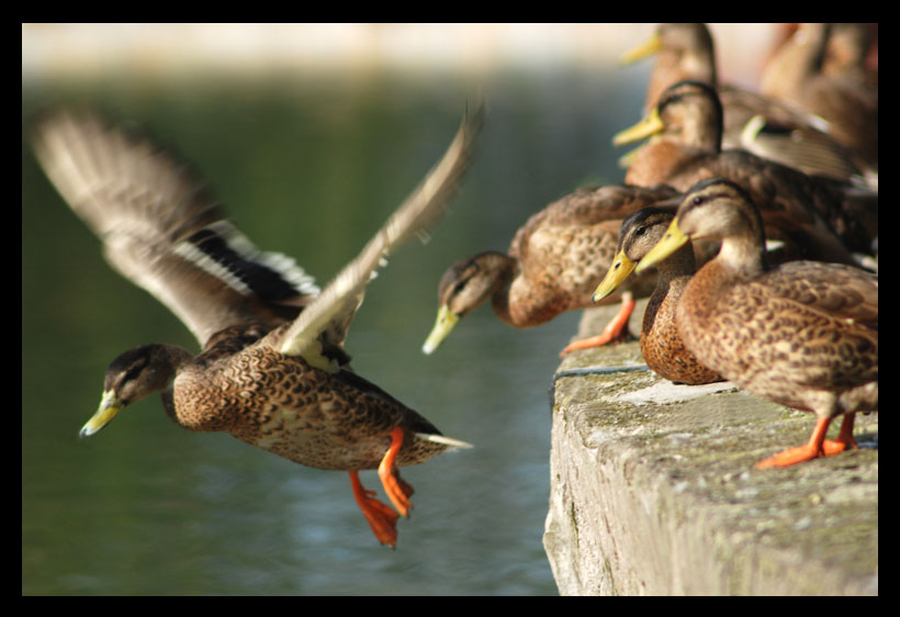 фото "Goodby my friends" метки: природа, 