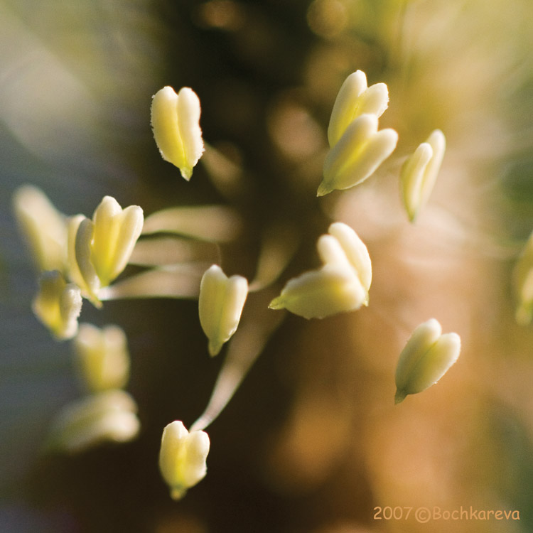 photo "***" tags: macro and close-up, 