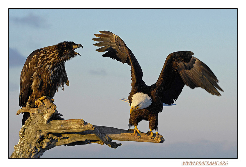 фото "Intimidation" метки: природа, дикие животные