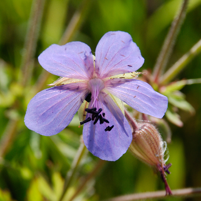 photo "***" tags: nature, macro and close-up, flowers