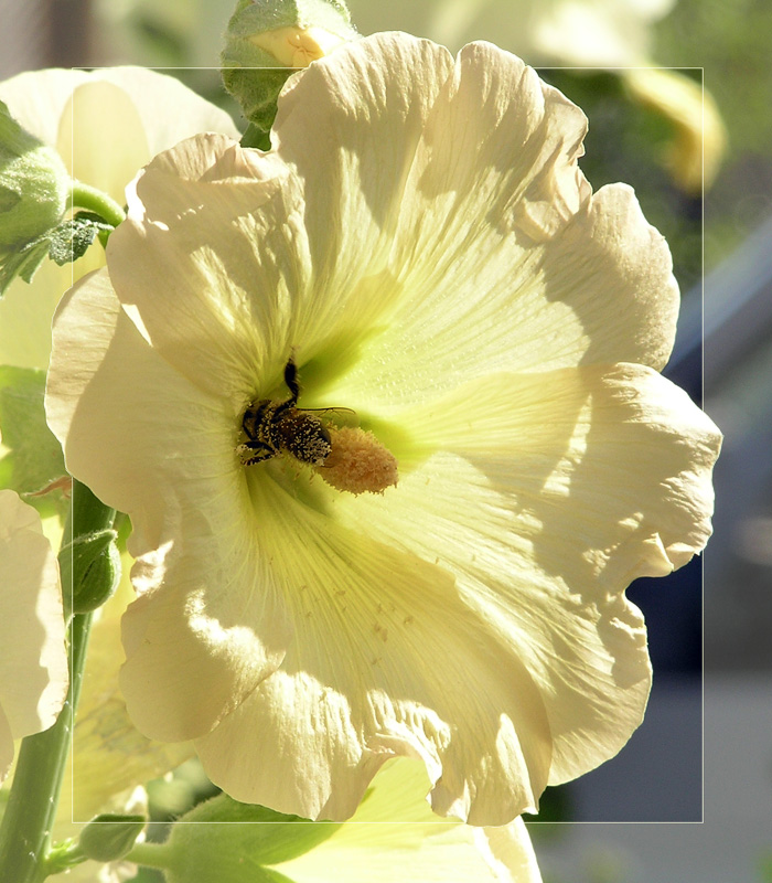 photo "And malva again..." tags: nature, macro and close-up, flowers