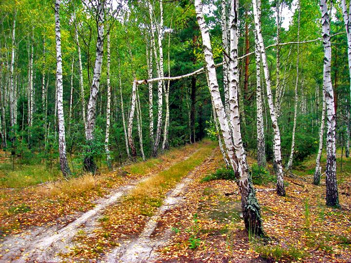фото "Дорога в сказку" метки: пейзаж, лес