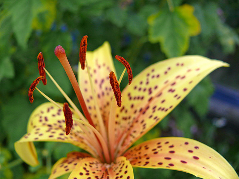 photo "***" tags: macro and close-up, nature, flowers