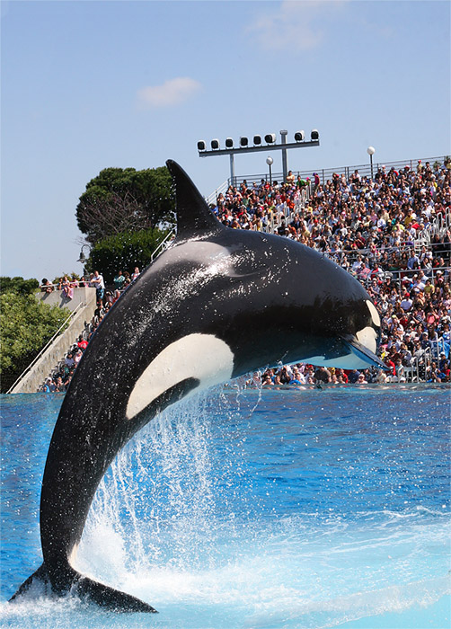 photo "Shamu" tags: nature, reporting, wild animals