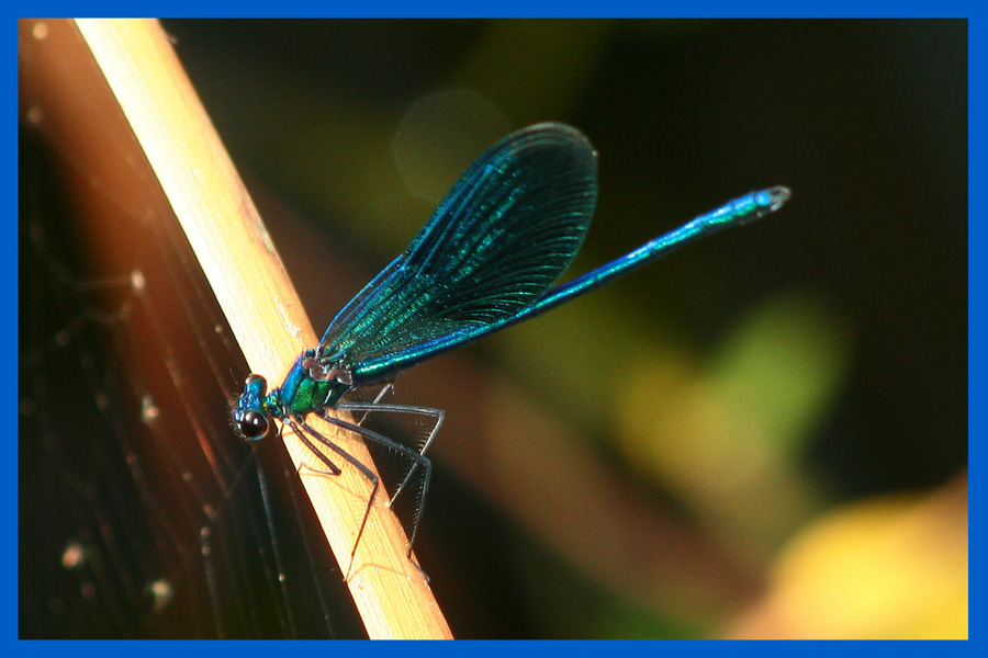 photo "***" tags: nature, macro and close-up, insect