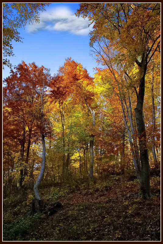 photo "***" tags: landscape, forest
