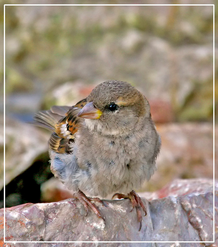 photo "***" tags: nature, wild animals