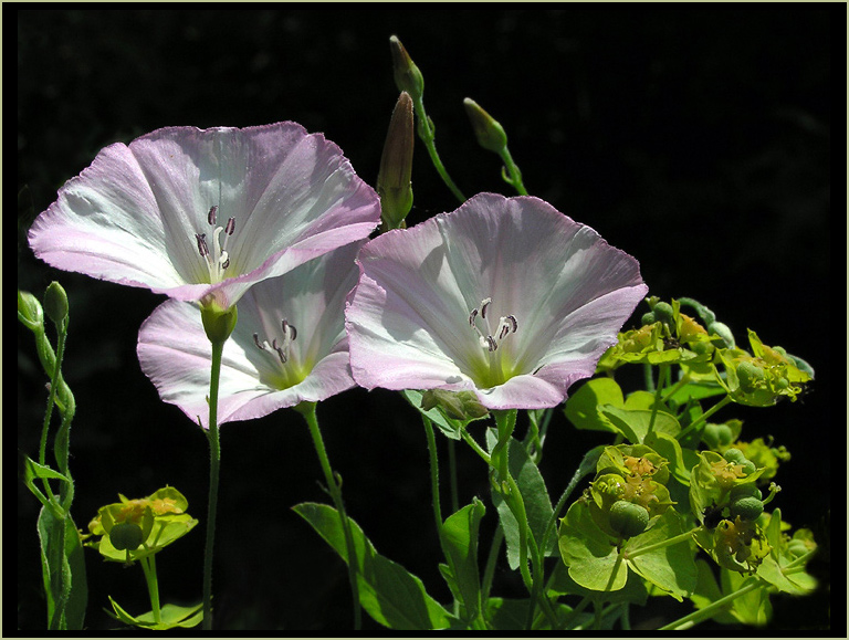 photo "Bindweed" tags: nature, macro and close-up, flowers