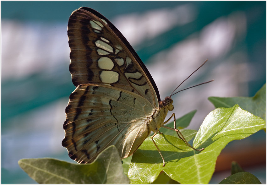 photo "Profile-2" tags: macro and close-up, nature, insect