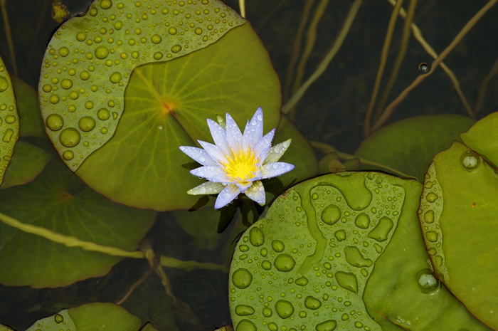 photo "Star" tags: nature, flowers