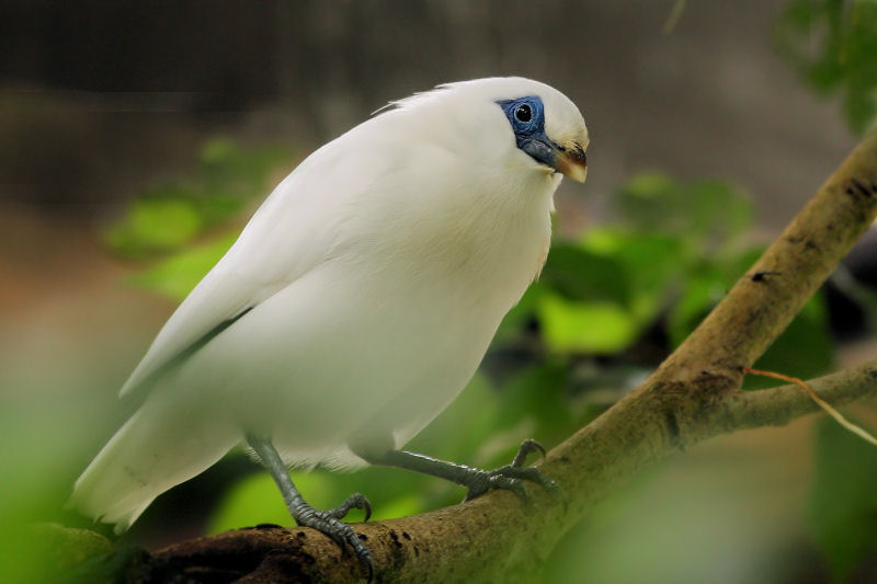 photo "***" tags: nature, wild animals