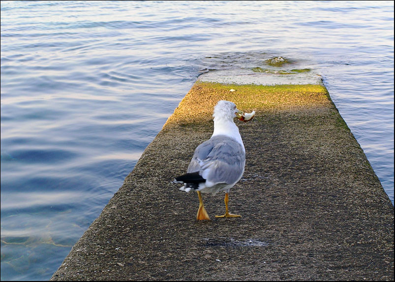 photo "Before the use (bread) recommend to soak water" tags: , 