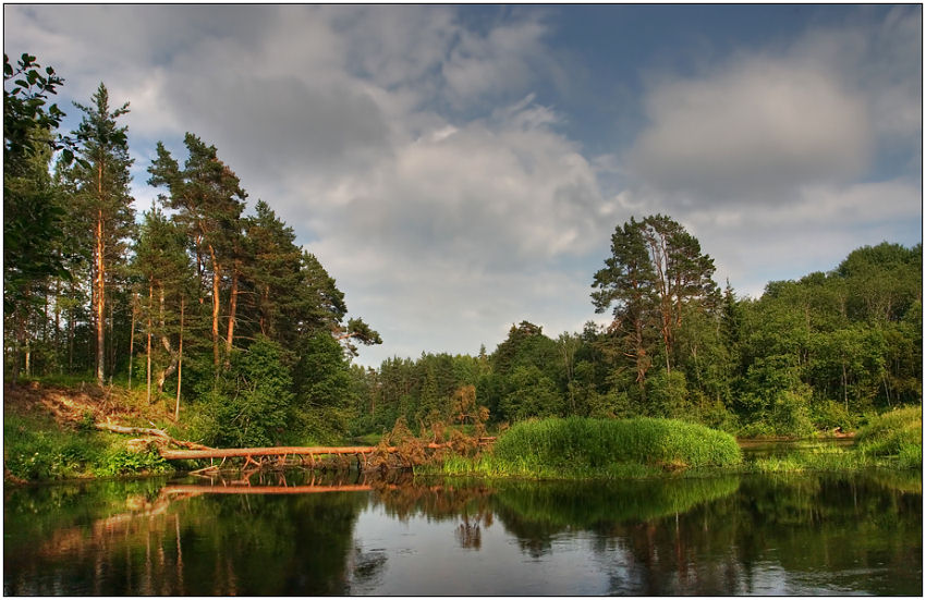 photo "Unforeseen obstacle" tags: landscape, forest, water