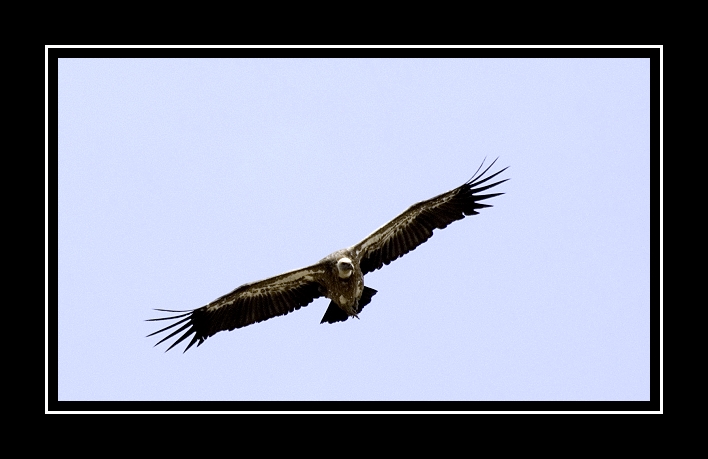 photo "Eagle cip" tags: nature, wild animals