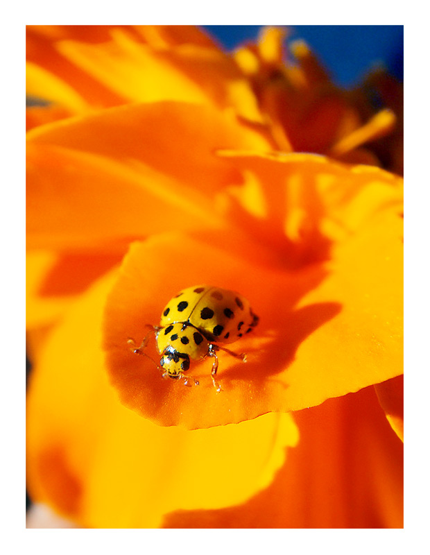 фото "Ladybird" метки: природа, макро и крупный план, насекомое