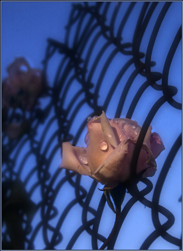 photo "Delusion" tags: misc., nature, flowers