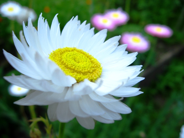 photo "***" tags: nature, macro and close-up, flowers