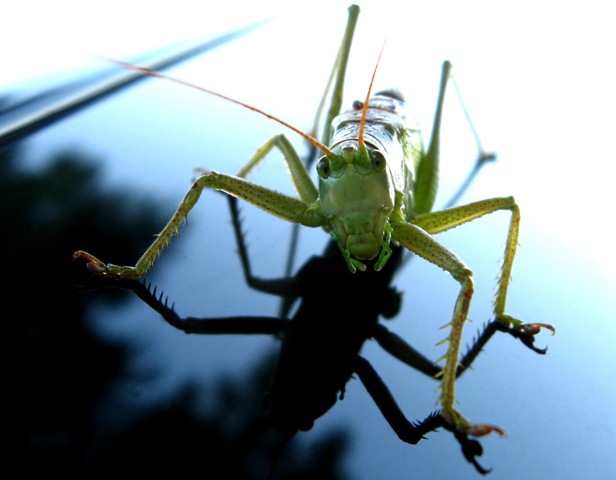 фото "саранча" метки: природа, макро и крупный план, насекомое