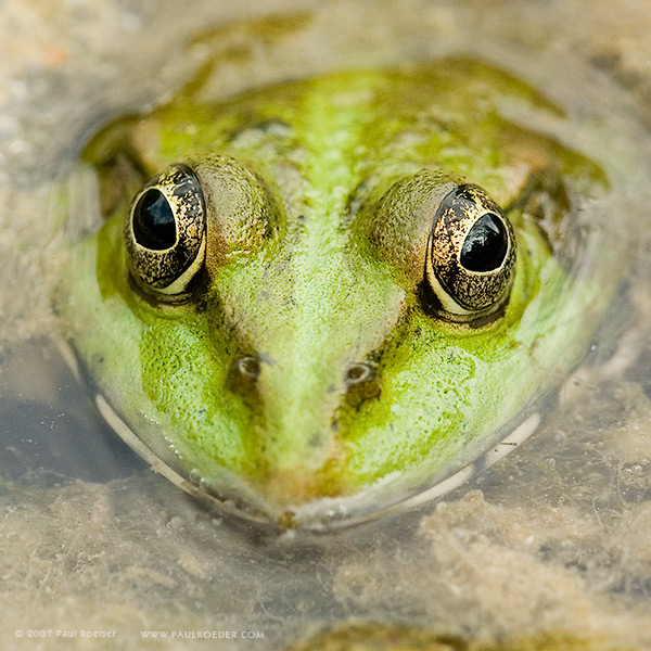 photo "Kiss Me Softly" tags: macro and close-up, nature, wild animals