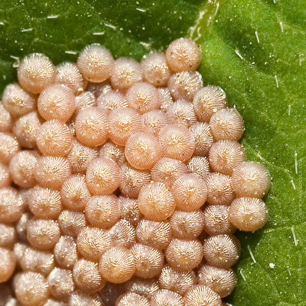 photo "Who Lost Eggs?" tags: nature, macro and close-up, wild animals