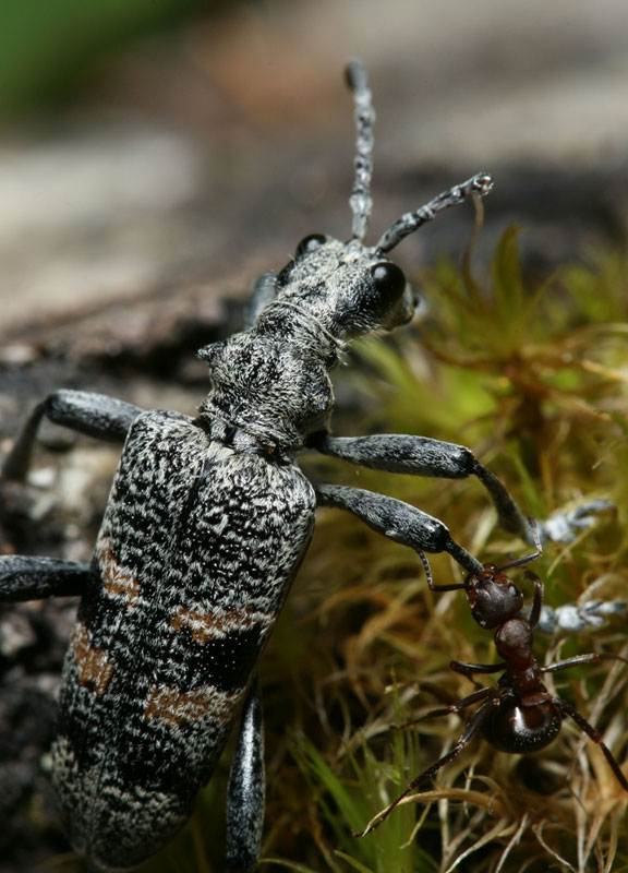 фото "Усач Рагии" метки: макро и крупный план, природа, насекомое