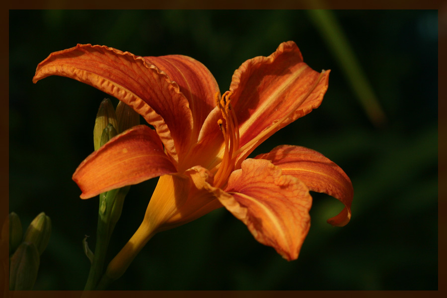 photo "***" tags: nature, macro and close-up, flowers