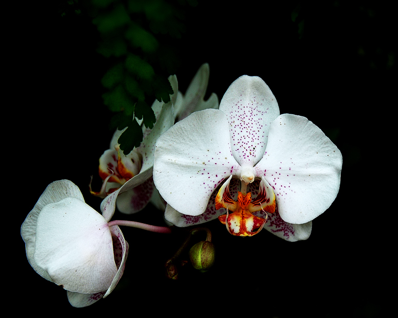 photo "Tender Miracle" tags: nature, travel, flowers