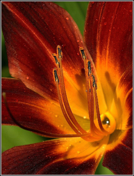 фото "Стремление -2" метки: макро и крупный план, природа, цветы