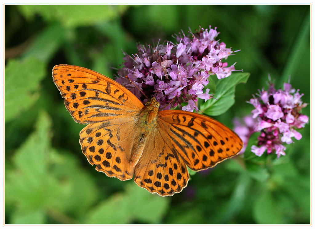 photo "Argynnis paphia" tags: nature, insect