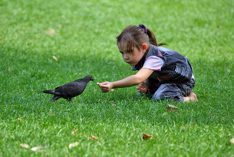 Мальчик и птица полностью. Птицы для детей. Птицы в парке. Детишки птиц. Дети голубей.