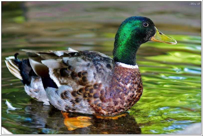 photo "***" tags: nature, wild animals
