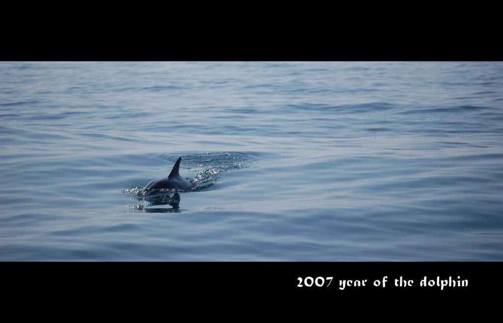 фото "year of the dolphin" метки: природа, дикие животные