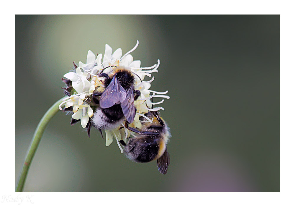 photo "Dinner for two .." tags: macro and close-up, nature, insect