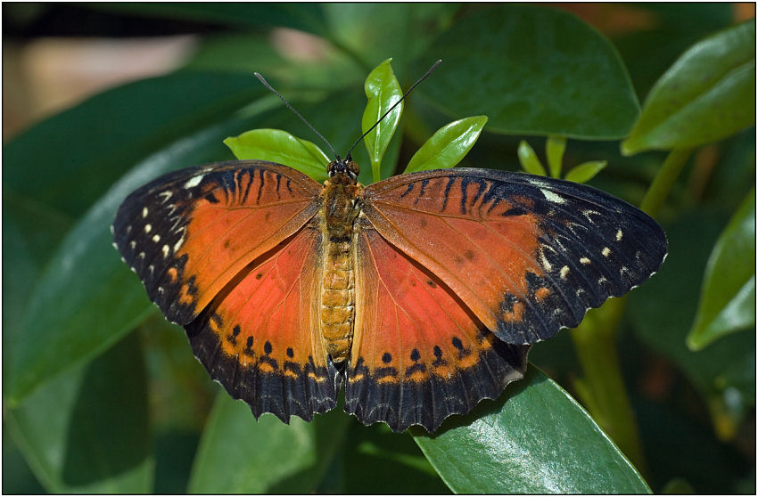 photo "Copy for a collection" tags: macro and close-up, nature, insect