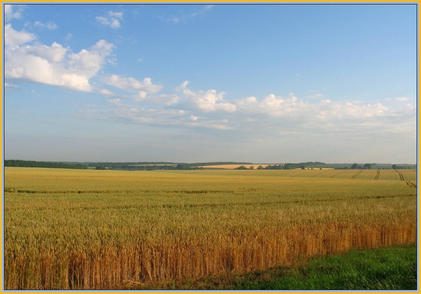 фото "Поля 2007г. Утро." метки: пейзаж, Кубань, лето