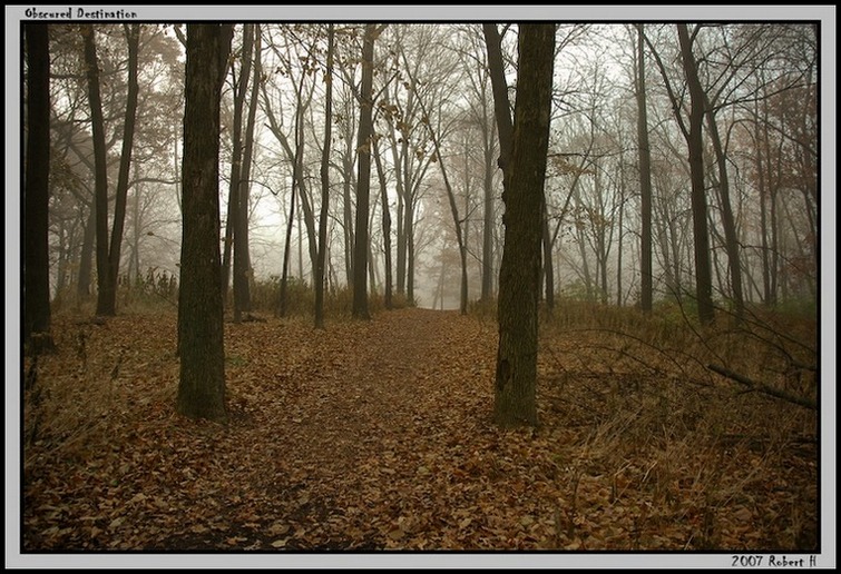 photo "Obscured Destination" tags: landscape, forest, spring
