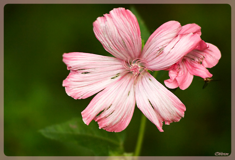 photo "-" tags: nature, macro and close-up, flowers