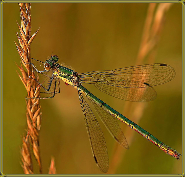 photo "The Neverending Story:)" tags: macro and close-up, nature, insect